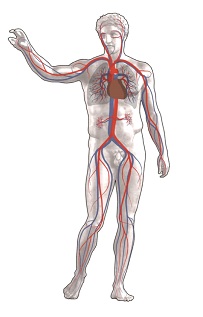 Corpo humano circulação